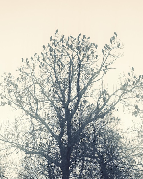 Photo vue à faible angle de la silhouette d'un arbre nu contre un ciel clair