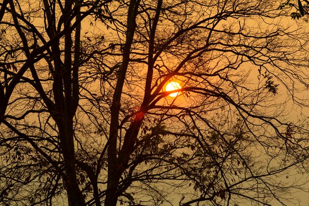 Photo vue à faible angle de la silhouette d'arbres nus contre le ciel au coucher du soleil