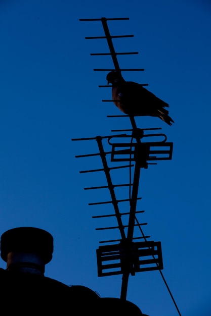 Photo vue à faible angle de la silhouette d'un homme sur un ciel bleu clair