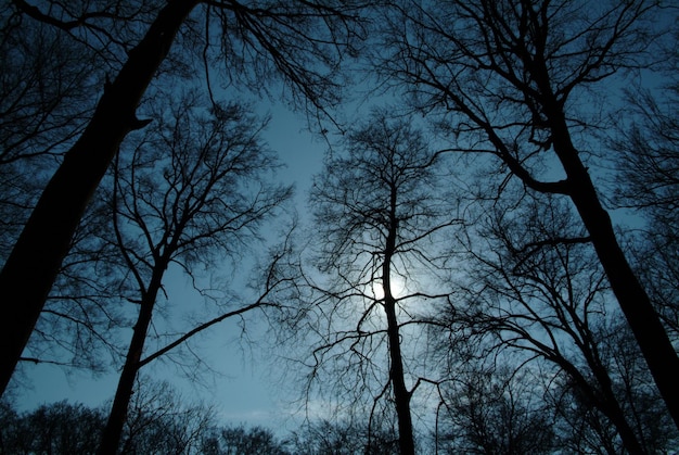 Photo vue à faible angle des silhouettes d'arbres contre le ciel au crépuscule