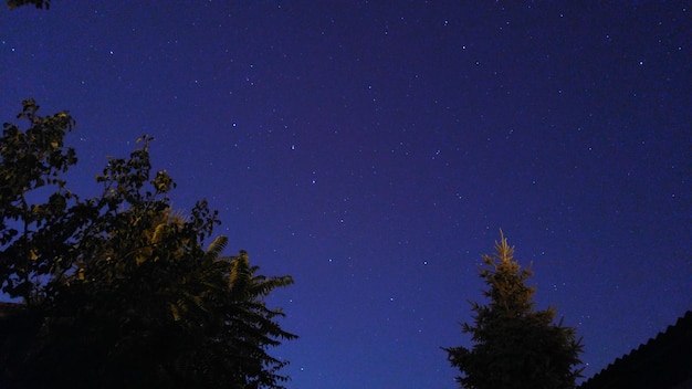 Vue à faible angle des silhouettes d'arbres contre le ciel la nuit