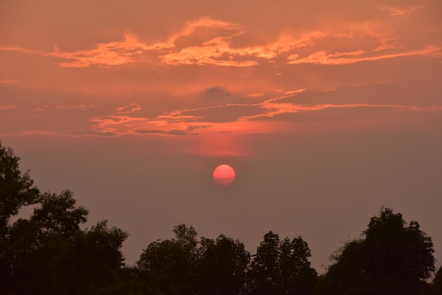 Vue à faible angle des silhouettes d'arbres contre un ciel romantique