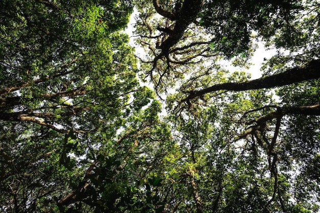 Vue à faible angle vers le haut de l'arbre de la forêt tropicale d'abondance avec des feuilles vertes dans la montagne.