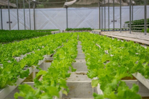 Vue d'une ferme de légumes verts hydroponique.