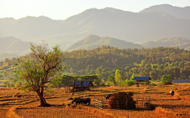 Vue de ferme traditionnelle au nord de la Thaïlande