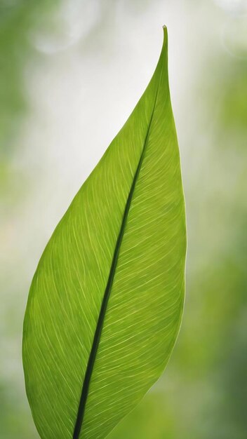 Vue d'une feuille verte sur un fond flou