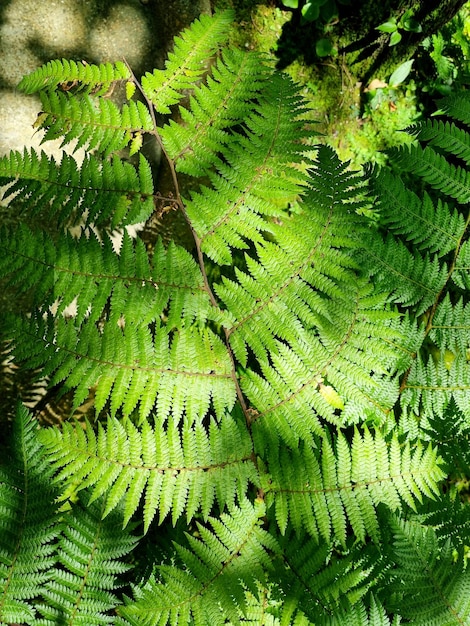 Vue sur les feuilles de fougère des marais qui poussent le long de la zone humide