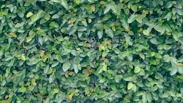 Photo vue des feuilles sous un angle élevé