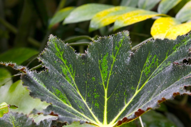 Vue sur les feuilles vertes d'une plante d'intérieur