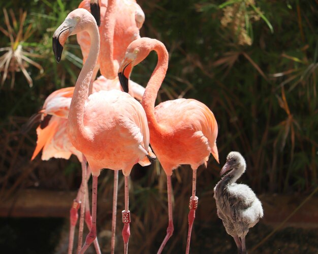 Photo vue d'un flamant