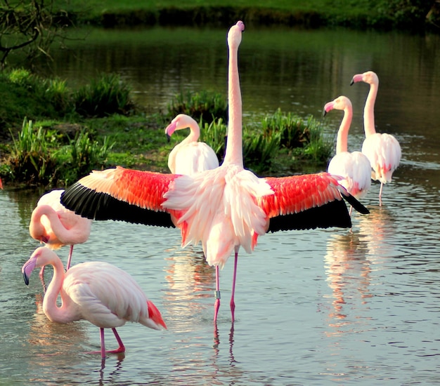 Vue des flamants roses dans l'eau