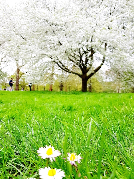 Photo vue de la fleur de cerisier dans le parc