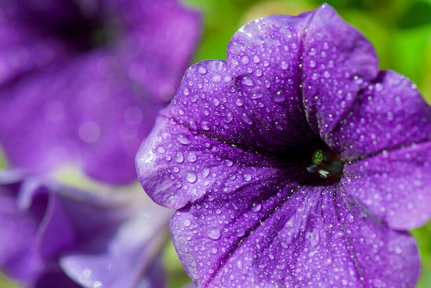 Vue d'une fleur colorée pourpre avec des gouttes