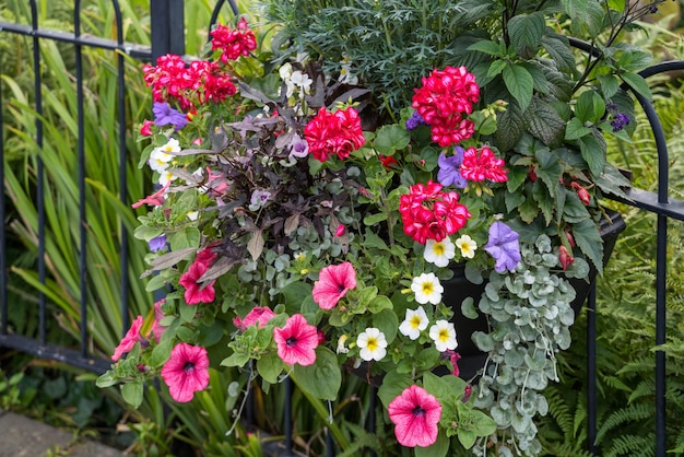 Vue d'une fleur dans Quarry Park, Shrewsbury, Shropshire, Angleterre