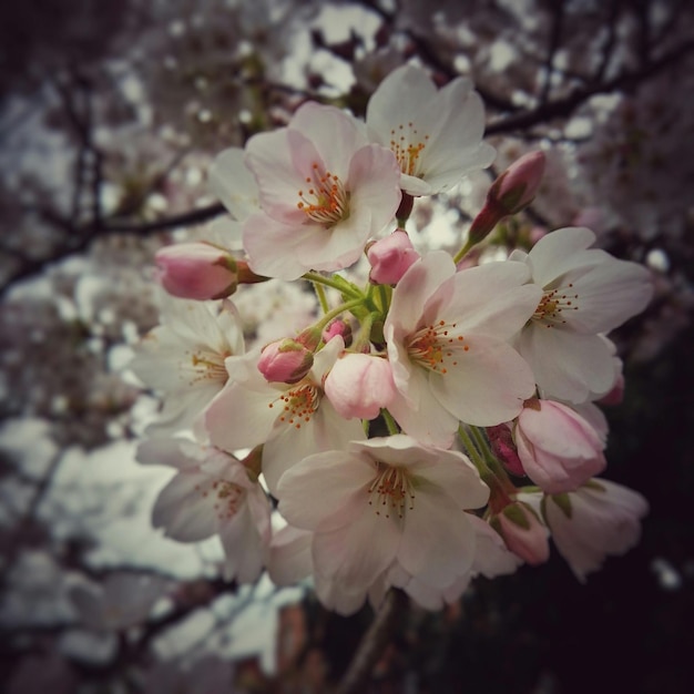 Photo vue de la fleur de pomme