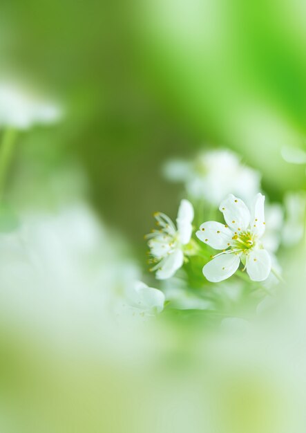 Vue de fleurs blanches sur fond vert cerisier