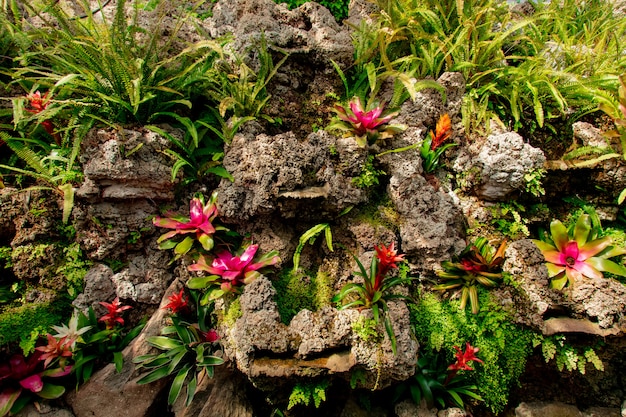 Vue sur les fleurs de bromelia sur les rochers dans un jardin