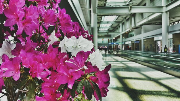 Photo vue des fleurs à la station de métro