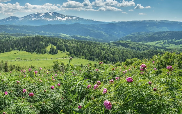 Vue sur les fleurs de la vallée de la montagne au premier plan verdure d'été journée ensoleillée