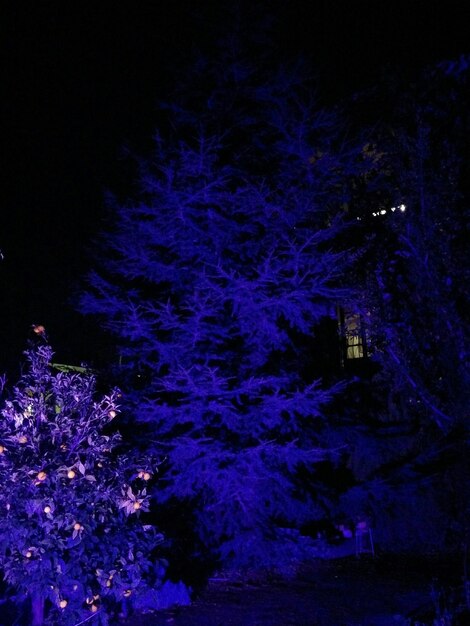 Photo vue des fleurs violettes illuminées