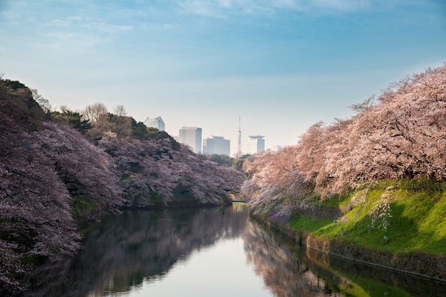 Vue de la floraison massive de cerisiers à Tokyo, au Japon, à Chidorigafuchi