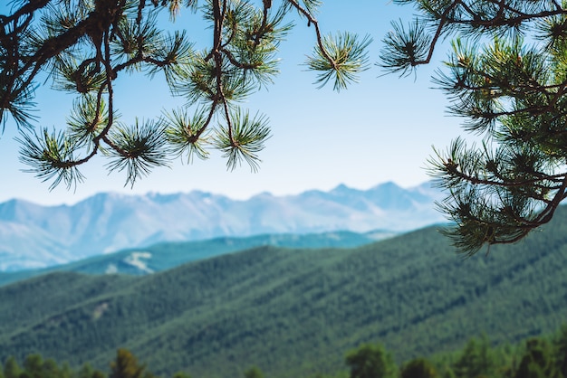 Vue floue des montagnes géantes à travers les branches de conifères