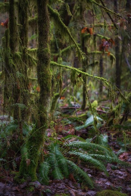 Vue de fond naturelle des arbres dans la forêt au printemps