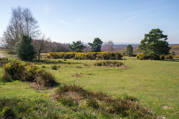 Vue sur la forêt d'Ashdown dans l'East Sussex par une journée de printemps ensoleillée