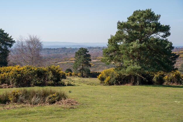 Vue sur la forêt d'Ashdown dans l'East Sussex par une journée de printemps ensoleillée