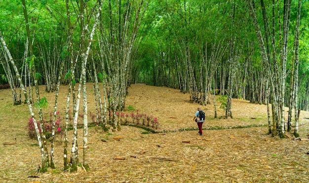 Photo vue d'une forêt de bambous