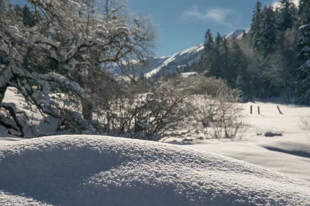 Vue d'une forêt couverte de neige