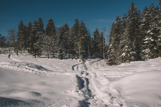 Vue d'une forêt couverte de neige