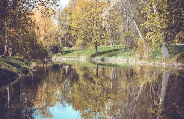 Vue sur la forêt depuis le lac, les arbres et le filtre d'herbe