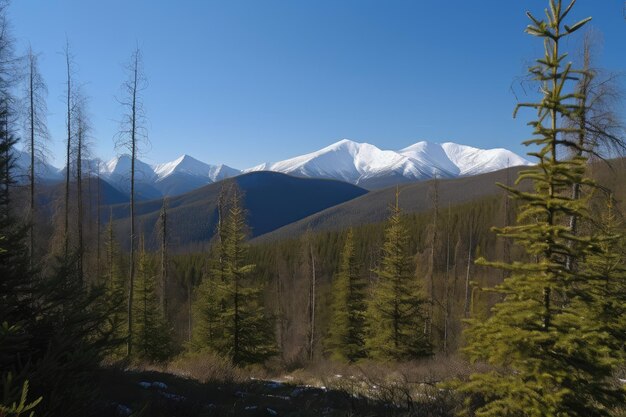 Vue sur forêt d'épinettes avec ciel bleu clair et montagnes enneigées en arrière-plan