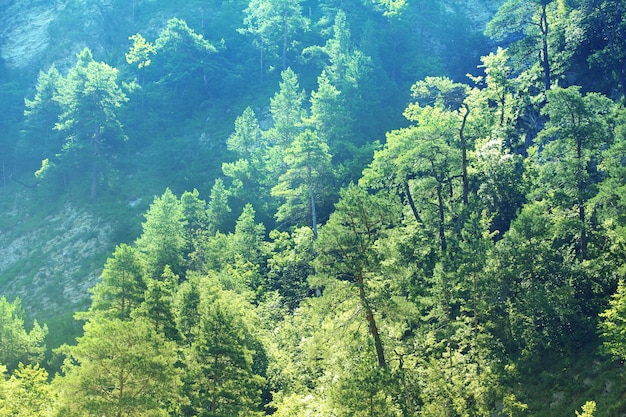 Vue sur la forêt d'été de loin