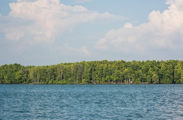 Une vue de la forêt de mangrove avec la mer et les nuages ​​blancs dans le ciel bleu