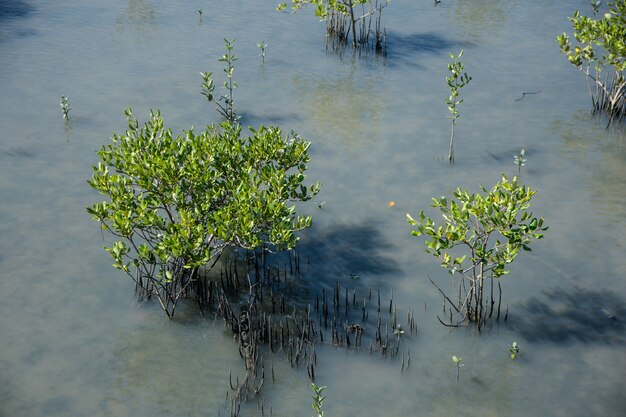 Vue de la forêt de Mangrove