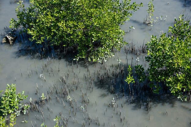 Vue de la forêt de Mangrove