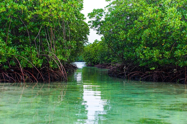 Photo une vue sur la forêt de mangroves et le lac avec ses eaux vertes