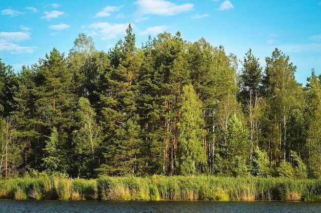 Vue sur la forêt mixte