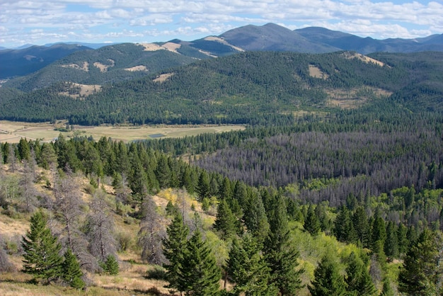 Vue sur la forêt nationale de BeaverheadDeerlodge près d'Helena