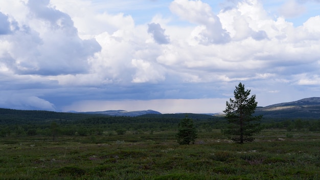 Vue sur la forêt de la toundra du nord depuis les collines de la péninsule de Kola