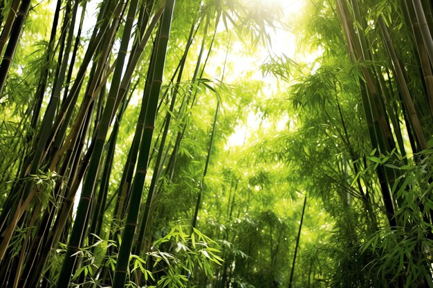 Vue sur la forêt tropicale de bambou vert botanique à la lumière du jour Forêt de bambous orientale en Chine japonaise