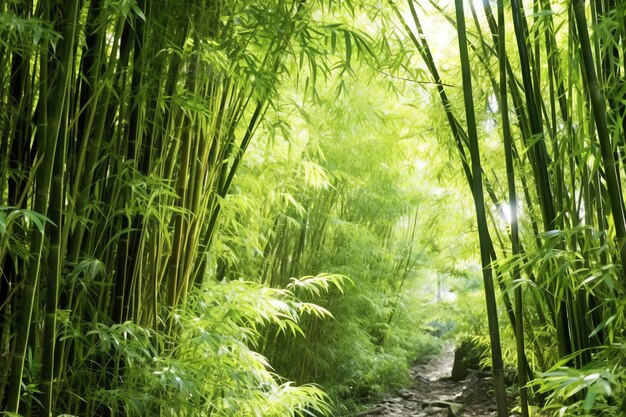 Vue sur la forêt tropicale de bambou vert botanique à la lumière du jour Forêt de bambous orientale en Chine japonaise