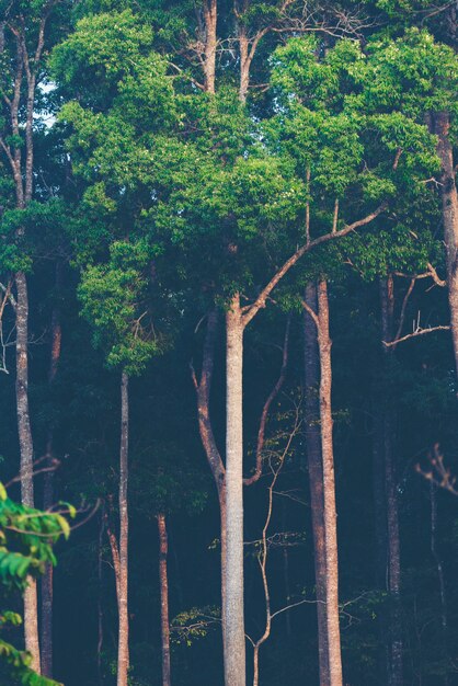 vue de la forêt tropicale, Parc National de Khao Yai, Thaïlande