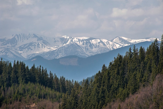 Vue sur la forêt verte des Carpates sur la montagne enneigée.