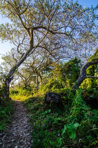 Photo vue d'une forêt