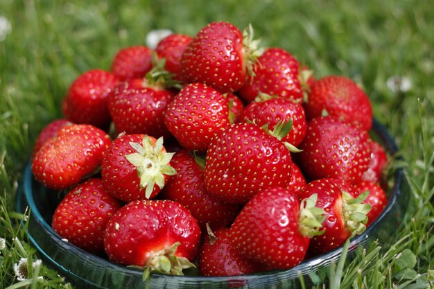 Photo vue des fraises sous un angle élevé