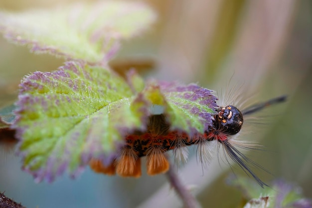 Vue frontale de la chenille orgyia recens sous une feuille de mûre macro photographie détail appréciation copyspace