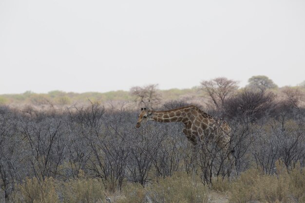 Photo vue de la girafe sur le champ contre un ciel clair